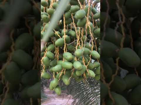 #shorts Iyascapade at the Dates Farm in Onaizah