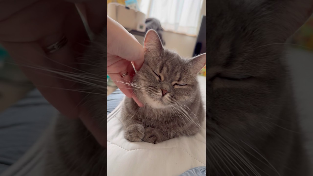 かなり涼しくなってきたのであおが一緒に寝てくれるようになりました🫶#むぎあお #マンチカン #スコティッシュフォールド #cat #猫 #癒し