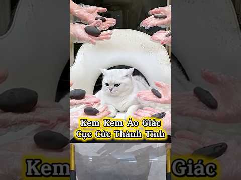 Mèo Kem Bị Ảo Giác Với Cục Cức Thành Tinh 💩👻💀 #Shorts #ThuCung #ChoMeoDrama #meouo6868 #douyin