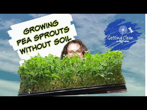 Growing Pea Sprouts without Soil - How to Grow Microgreens Indoors