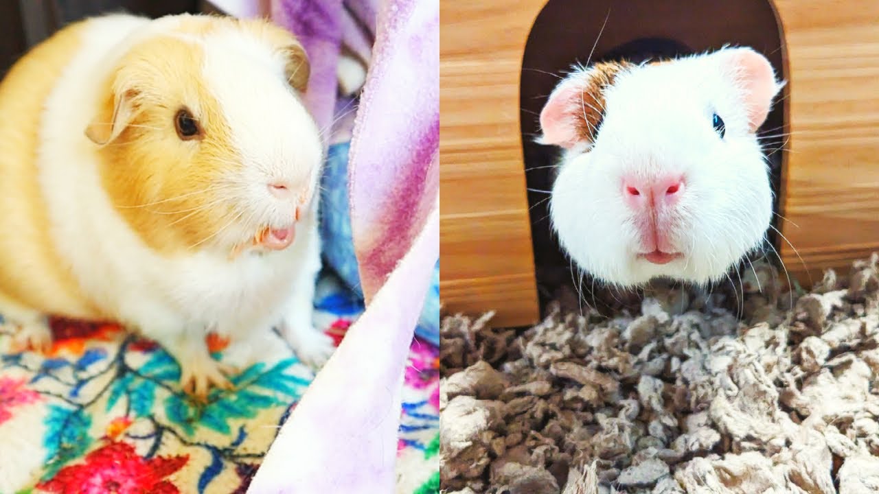 WHAT'S THE BEST GUINEA PIG BEDDING FOR YOU? Fleece Vs. Paper & Wood