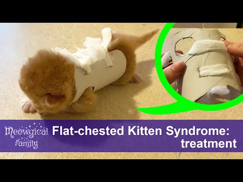 Flat Chested Kitten Syndrome - How to Treat?