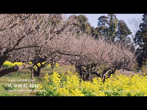 【千葉県最大の梅の名所】坂田城跡梅林