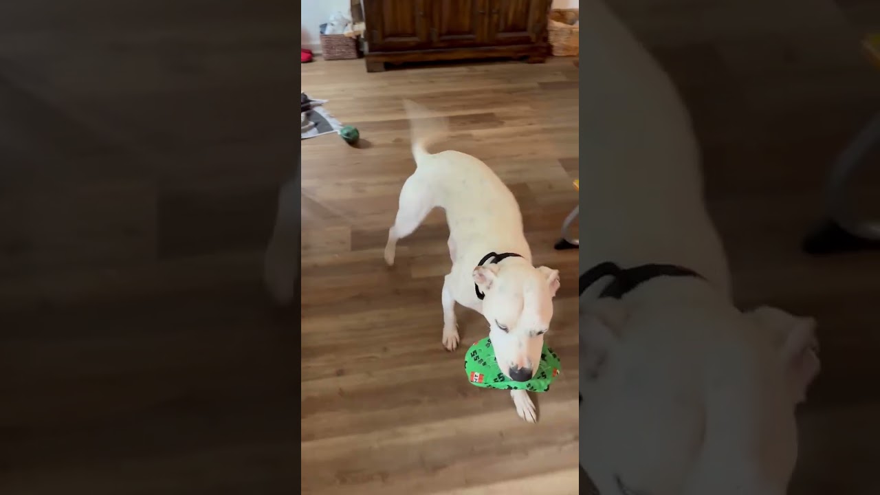 Enlarge Ziggy Blue, a Adoptable mixed breed in Ellijay, GA video 5/5