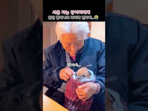 서울 가는 강아지에게 건넨 할머니의 마지막 한마디..😭 #Shorts #강아지 #할머니 #감동