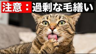 【猫の健康ケア】猫が毛づくろいしすぎ？原因や対処法やおすすめグルーミングブラシをご紹介
