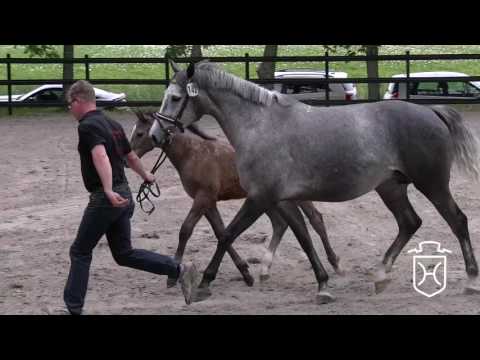 HEI142 Hengstfohlen von Casall - Uriko - Cassini I