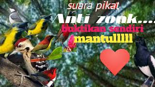 Download lagu suara pikat segala jenis burung Kolibri anti zonk#masteran #burungkolibri mp3 Download lagu suara pikat segala jenis burung Kolibri anti zonk#masteran #burungkolibri mp3