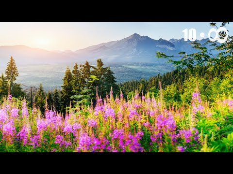 10 Hours of Relaxing Music - Sleep Music, Piano Music for Stress Relief, Meditation Music (Jordan)