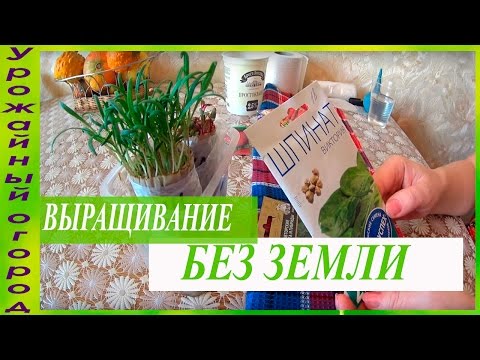 Фото ВЫРАЩИВАНИЕ РАССАДЫ ШПИНАТА И СВЕКЛЫ БЕЗ ЗЕМЛИ!