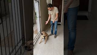 Cachorro Comendo Grama ou Mato será um problema