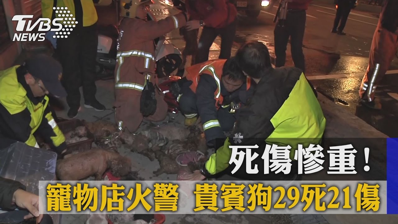 不能讓牠們死掉…寵物店火警 消防員口對口CPR救毛孩