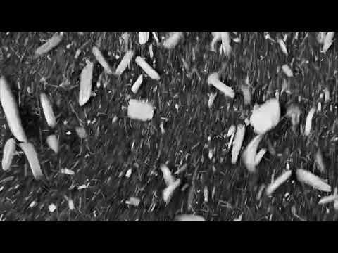 Joy Wellboy - Dream XI