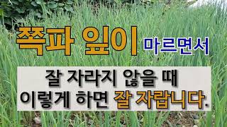 쪽파 잎이 마르면서 잘 자라지 않을 때 이렇게 하면 잘 자랍니다. #주말농장 #쪽파 가꾸기 #쪽파 고자리 파…