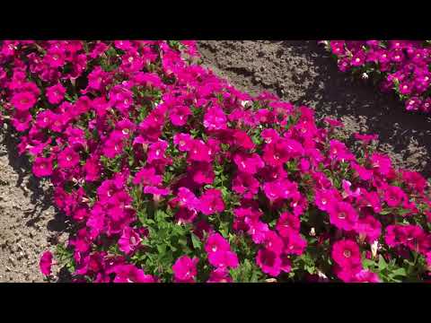 Видео про Петуния Розабелла F1 от Партнер