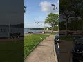Feeding SEAGULLS