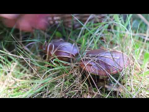Easter Weekend Wild Mushroom Hunt