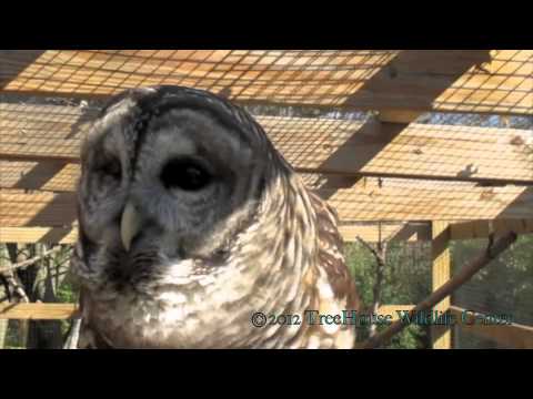 Barred Owl - Who Cooks for You
