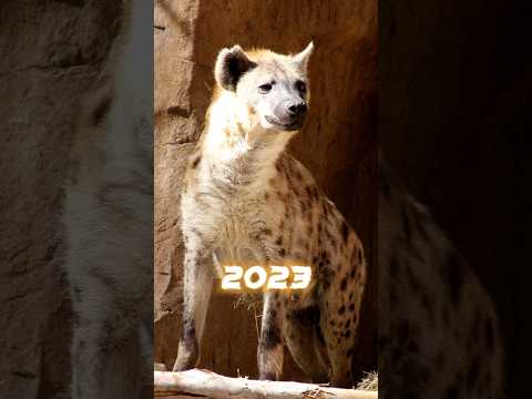 2023 Hyena vs 5000 BCE Hyena #shorts #viral