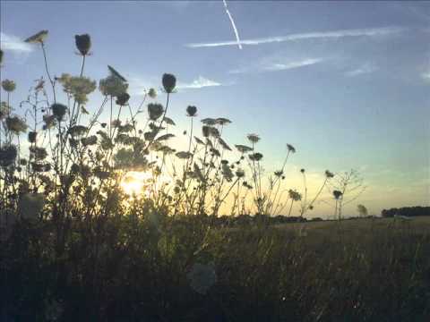 Sunflower - Mucca Macca