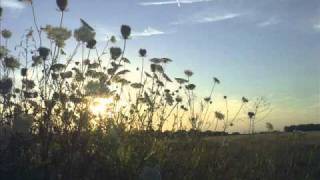 Sunflower - Mucca Macca
