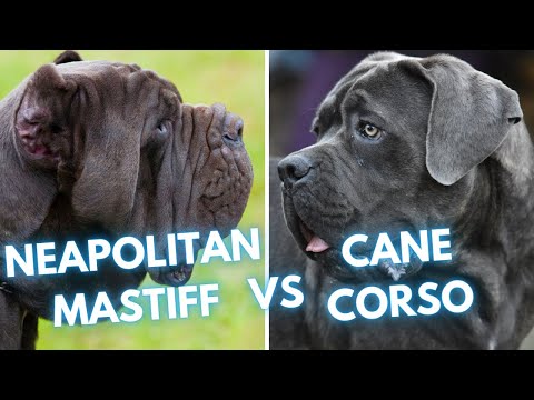 Cane Corso vs Neapolitan Mastiff - Dog Breed Comparison