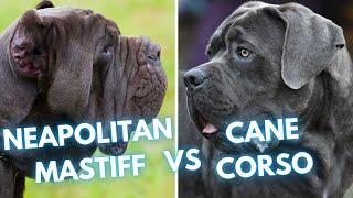 Download lagu Cane Corso vs Neapolitan Mastiff - Dog Breed Comparison mp3 Download lagu Cane Corso vs Neapolitan Mastiff - Dog Breed Comparison mp3