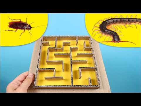 ¿Qué pasaría si un CIEMPIES y una CUCARACHA se encontraran en un LABERINTO?