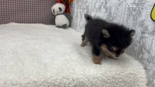 ハーフ犬の動画01