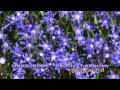 Blue covered spring carpet with Chionodoxa - Glory ...