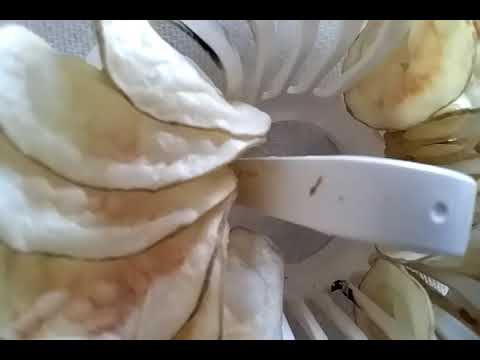 暗礁に乗り上げた民主主義: 11 歳の少年が投票システムをハッキングしたとき