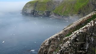 preview picture of video 'Cape St. Mary's Ecological Reserve, Newfoundland'