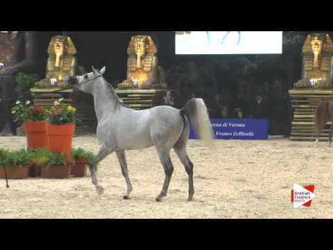 N 48 FREE GANGES   Gran Prix 2015   4+ year old stallions Class H