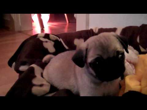 Herr Anton, der Mops: Der erste Tag in neuem Zuhause