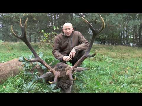 Der 1. Hirsch liegt - Jagd zur Hirschbrunft in Polen / Pommern! The first deer got killed!