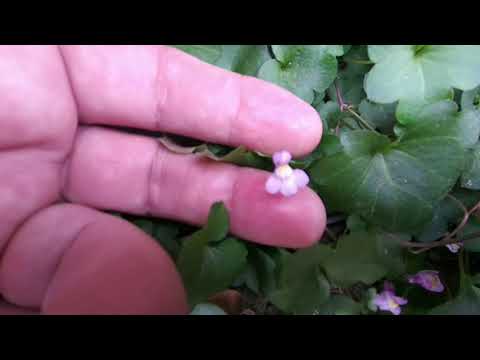 Cymbalaria/(Cymbalaria muralis) (P.Gaertn.) B.Mey. & Scherb. [Leitura na Descrição]#plantas