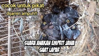 Download lagu Suara anakan emprit jawa saat kelaparan mp3