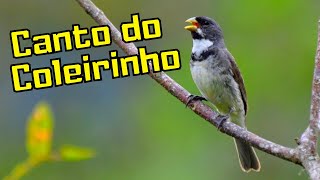 Canto do Coleirinho - Canto do Papa Capim - Canto do Papa Capim Tui Tui