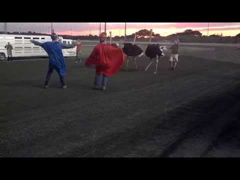 2014 Ostrich Derby at New Meadowlands Racetrack