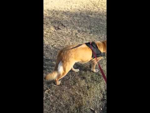 Morning walk with the dog