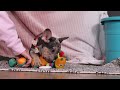 French Bulldog dogs for sale: Anne - Video 1