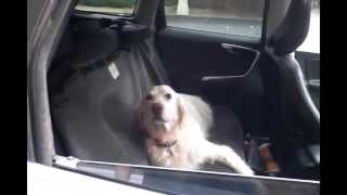 Golden Retriever trapped in car, Charlottesville, VA 20July14 - SECOND INCIDENT