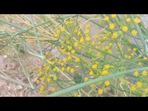 L R Ranjitha Research is live!