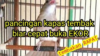 Download lagu pancingan kapas tembak agar buka ekor mp3 Download lagu pancingan kapas tembak agar buka ekor mp3