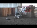 49 Wmv