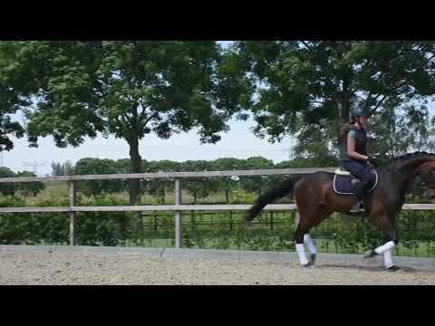 5 yo mare by Sir Heinrich x Donnerruf