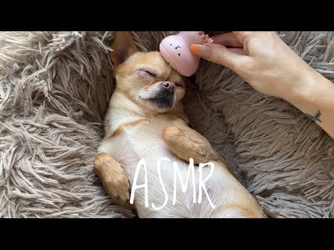 ASMR 🐶/ Massage, belly rubs, clean ears #asmr #youtube #dog