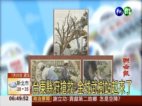 台東縣府搶救 金城武樹站起來了