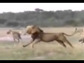 Bản Sao Của World S Deadliest Lion Vs Hyenas