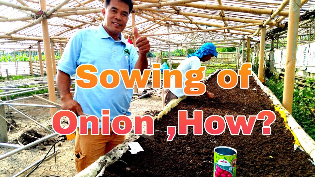 How to plant Onion l Bed preparation for Onion seedlings l Ruben Seedlings tv